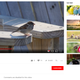 Illustration for article titled Comments Mysteriously Disabled On YouTube Video Of Sparrow In Yard